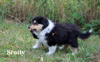 Scotty - 7. Woche
